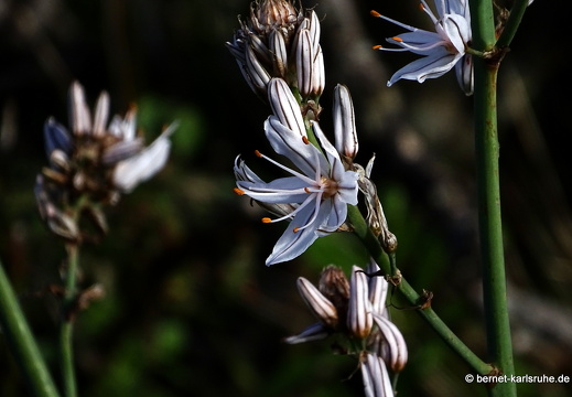 24-12-30-barlovento- (100)