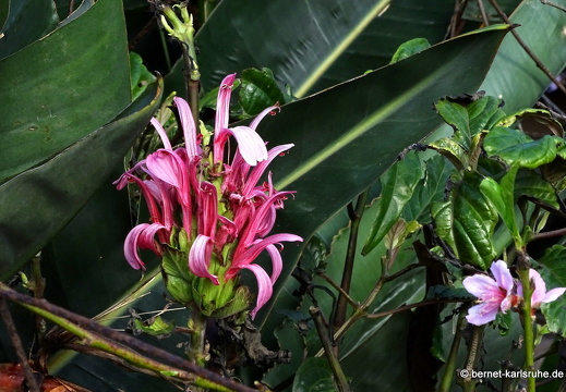 24-12-30-barlovento- (105)