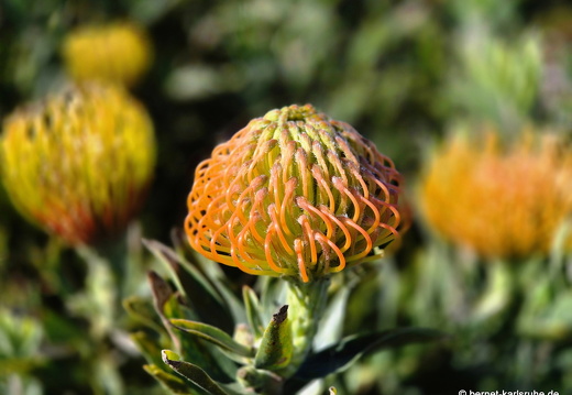 25-02-11-barlovento-proteas-015