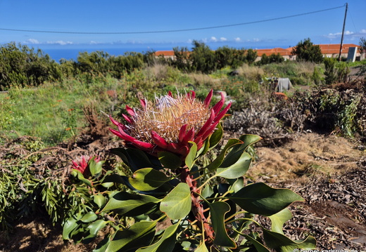 25-02-11-barlovento-proteas-040
