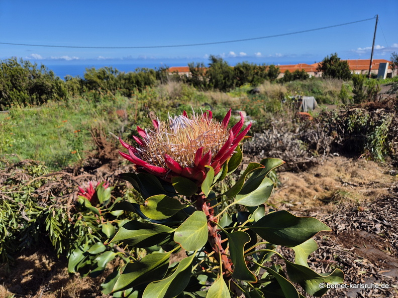 25-02-11-barlovento-proteas-040.jpg