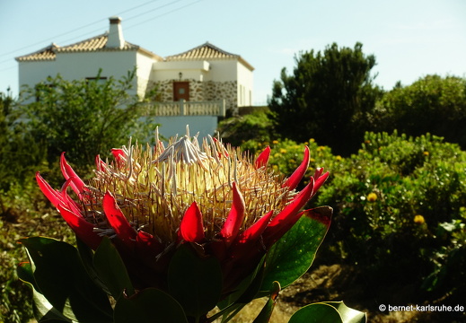25-02-11-barlovento-proteas-054
