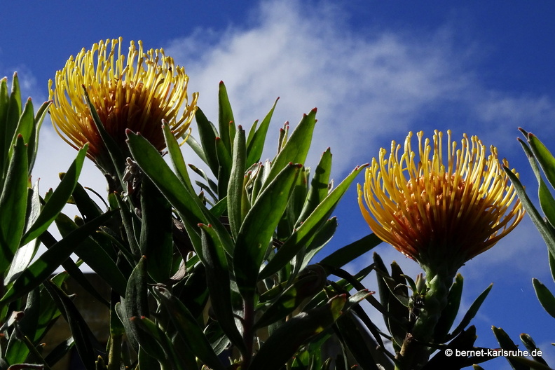 25-02-11-barlovento-proteas-071.jpg
