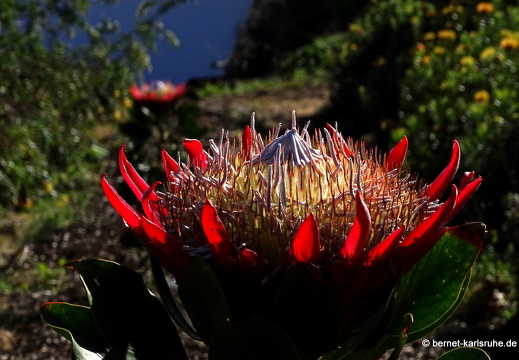25-02-11-barlovento-proteas-049