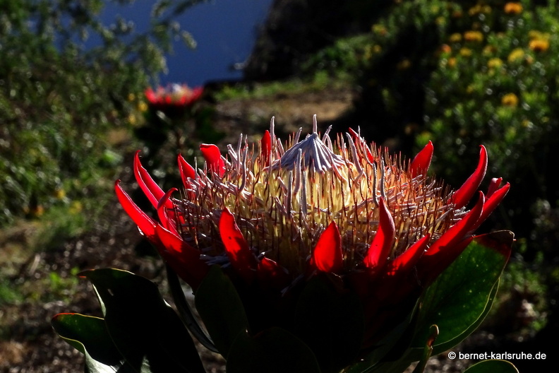 25-02-11-barlovento-proteas-049.jpg