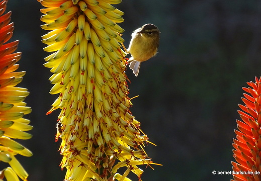 24-12-20-puntallana- (75)