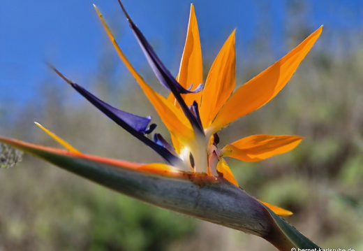 24-12-20-puntallana-strelizie-