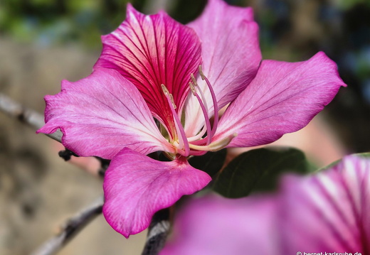 24-12-18-los sauces-kapock-