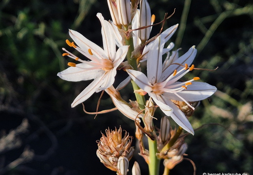 25-01-16-el paso-022