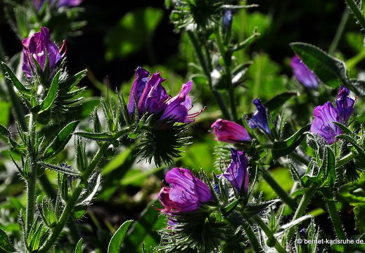 25-01-16-el paso-vulkan-tajogaite-117