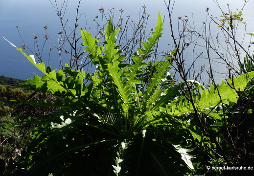 25-01-09-fuencaliente-066