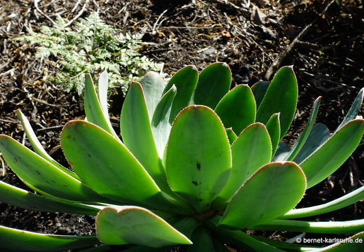 25-01-09-fuencaliente-088