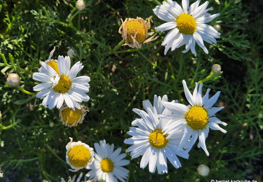 25-01-09-fuencaliente-091