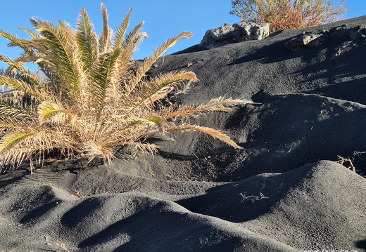 25-01-14-las manchas-031