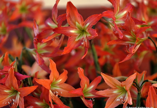 25-01-28-tazacorte-061