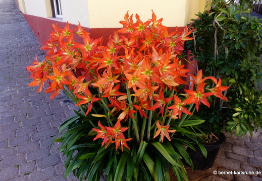 25-01-28-tazacorte-065