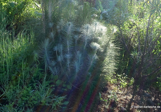 25-01-24-el jesus-046