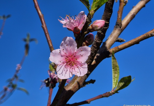 25-01-24-el jesus-mandelbluete-