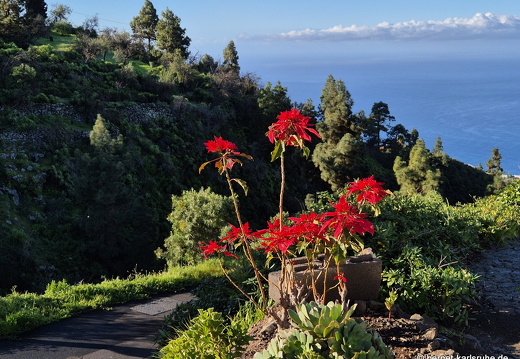 25-01-24-el jesus-weihnachtsstern-005