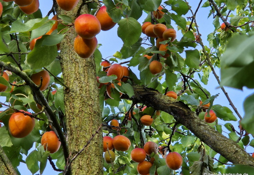 25-06-30-am riesbaechle-aprikosen-001