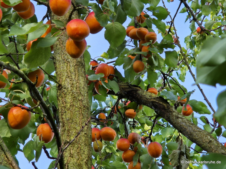 25-06-30-am riesbaechle-aprikosen-001.jpg