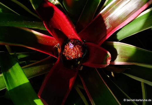 20-01-20-smithys garden-051