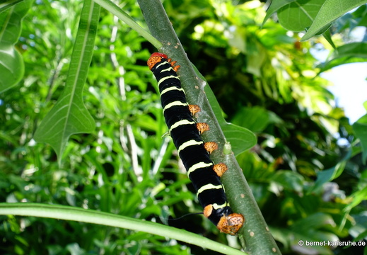 20-01-20-smithys garden-raupe-003