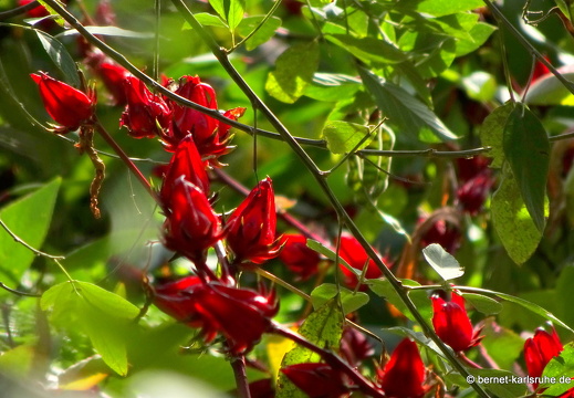 20-01-20-smithys garden-umgebung-sorrel-011