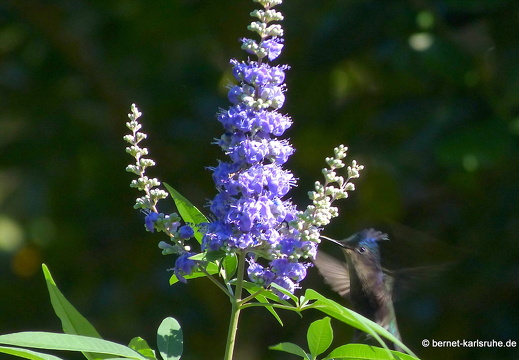 20-01-19-smithys garden-kolibri-001