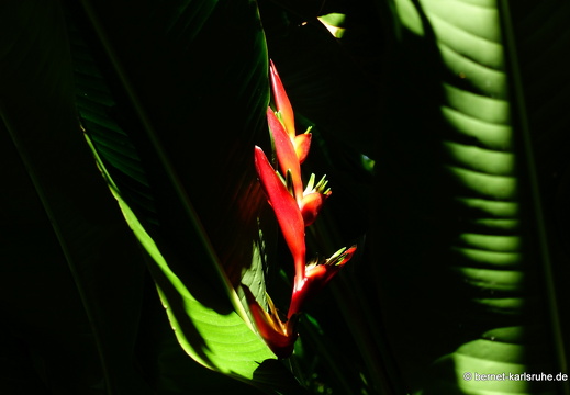 20-01-18-smithys garden-heliconia-007