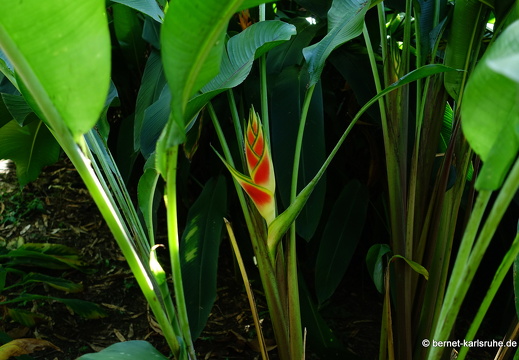 20-01-18-smithys garden-heliconia-003