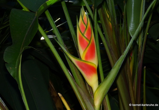 20-01-18-smithys garden-heliconia-001
