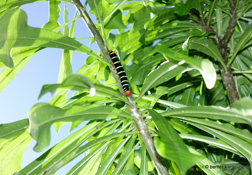 20-01-18-smithys garden-002