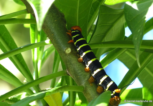 20-01-17-smithys garden-001