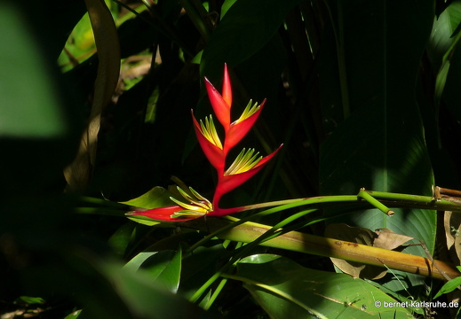 20-01-16-smithys garden-heliconia-001