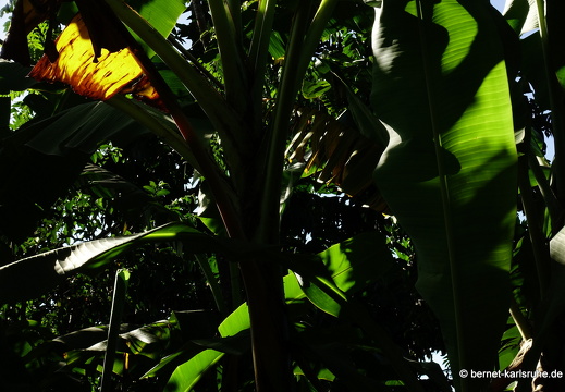 20-01-16-smithys garden-024