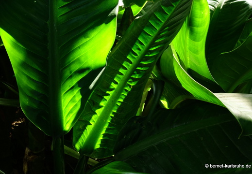 20-01-16-smithys garden-gruen-