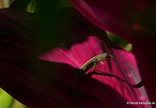 20-01-16-smithys garden-echse-001