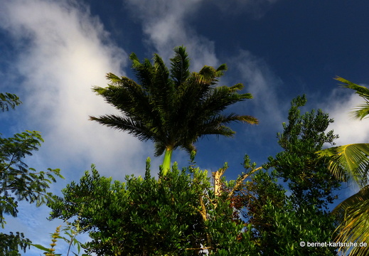 20-01-15-smithys garden-014