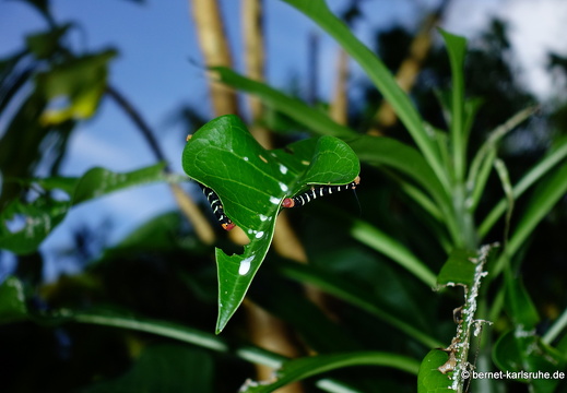 20-01-15-smithys garden-raupe-041