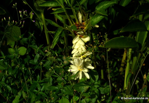 20-01-15-smithys garden-005