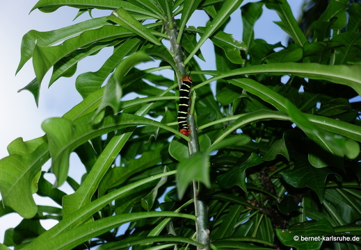 20-01-15-smithys garden-raupe-031