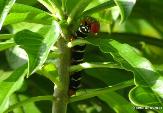 20-01-15-smithys garden-001