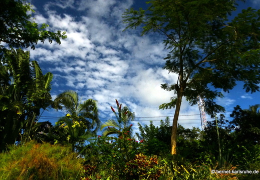 20-01-15-smithys garden-044