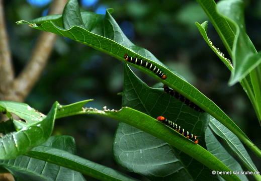 20-01-15-smithys garden-raupe-003