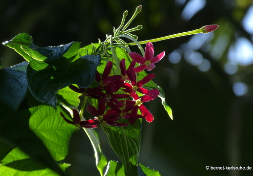 20-01-14-smithys garden-011