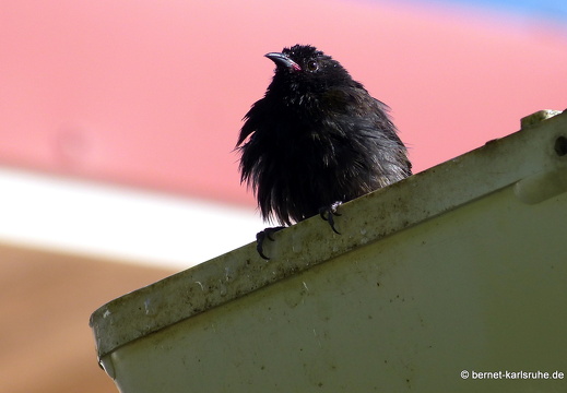 20-01-14-smithys garden-unbekannter vogel-
