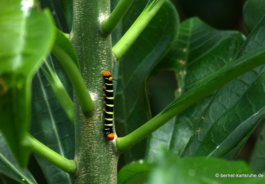 20-01-14-smithys garden-raupe-002