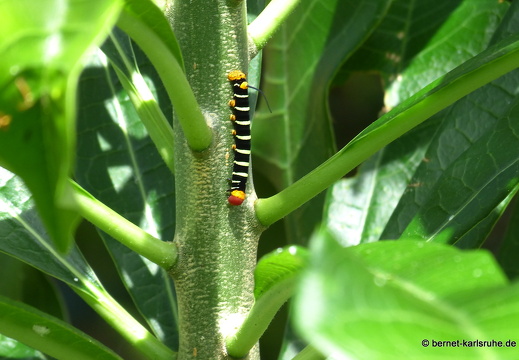 20-01-14-smithys garden-raupe-001