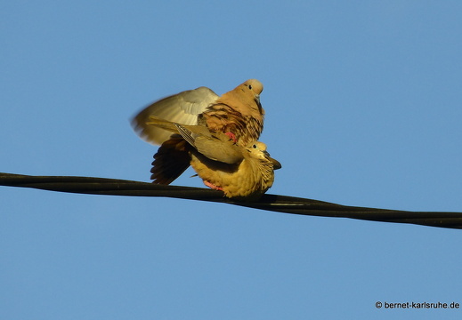 20-01-13-smithys garden-taubenpaerchen-007